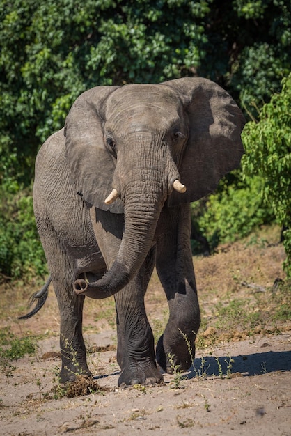 Un éléphant qui marche dans un champ par une journée ensoleillée