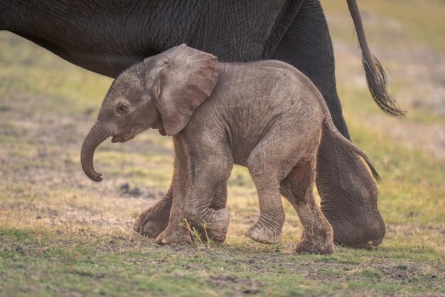 Photo un éléphant qui marche dans le champ.