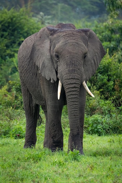 Un éléphant qui marche dans la forêt.