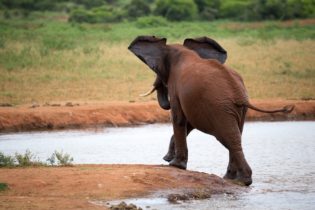 Un éléphant rouge joue dans le point d'eau