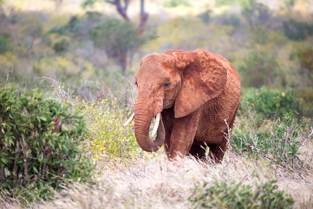 L'éléphant rouge se promène parmi les palmiers et les arbres