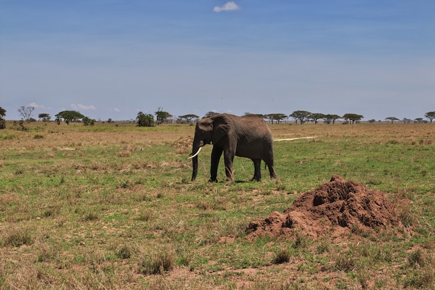 Éléphant En Safari Au Kenya Et En Tanzanie, En Afrique