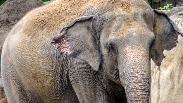 L'éléphant sans défense jette du sable sur le dessus. Gros plan d'un éléphant d'Asie avec une peau dépigmentée sur le front et les oreilles. Elephas maximus asiatique en Asie du Sud-Est.