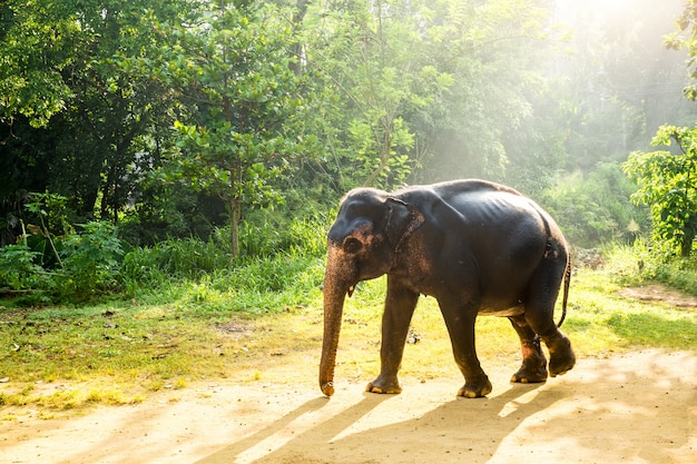 Éléphant Sauvage De Ceylan Dans La Jungle Tropicale. La Faune Du Sri Lanka