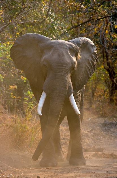 L'éléphant sauvage jette la poussière