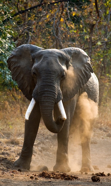 L'éléphant sauvage jette la poussière