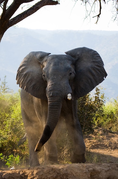 L'éléphant sauvage jette la poussière