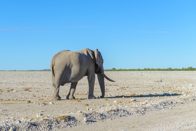 Éléphant sauvage marchant dans la savane africaine