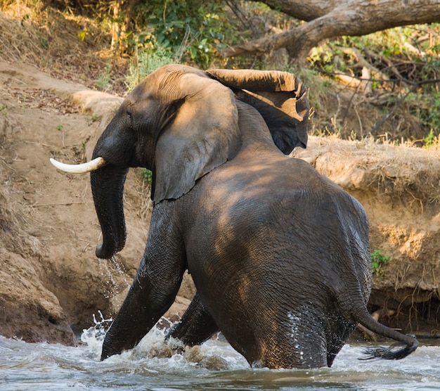 L'éléphant se baigne dans le fleuve Zambèze