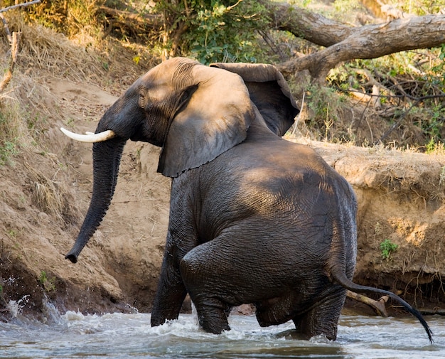 L'éléphant se baigne dans le fleuve Zambèze