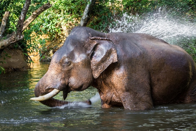 Un éléphant se baigne dans un lac.