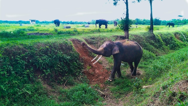 Photo Éléphant de sumatra sur le parc national de way kambas