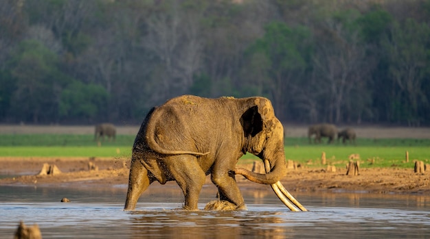Un éléphant taureau avec de grandes défenses sur les rives de la rivière Kabini dans le sud de l'Inde