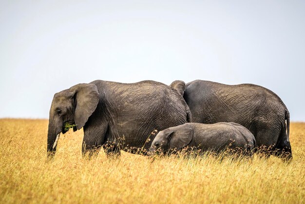 Photo elephant