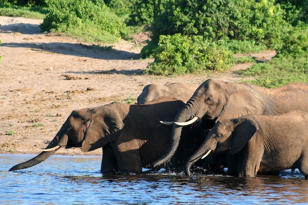 l&#39;éléphant