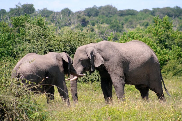 l&#39;éléphant