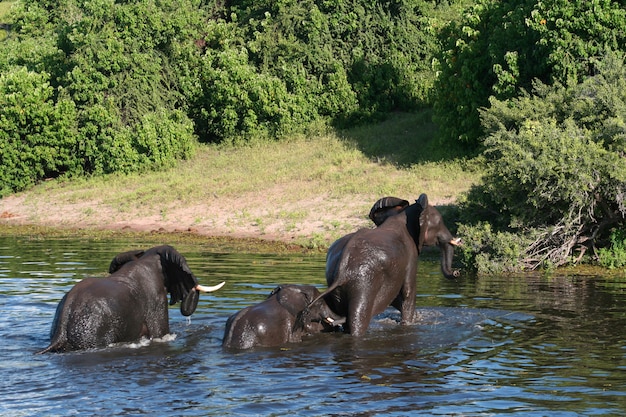 l&#39;éléphant