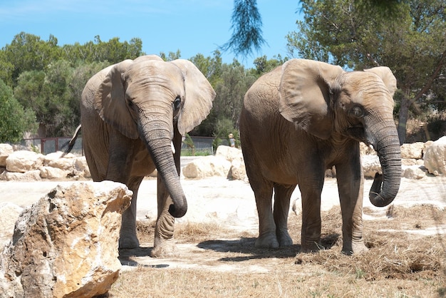 Elephantidae est un grand mammifère éléphant afrique