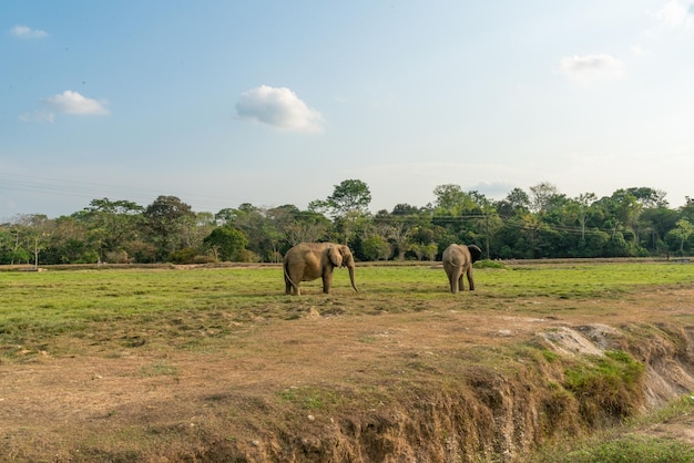 Les éléphants africains dans le paysage sauvage et magnifique