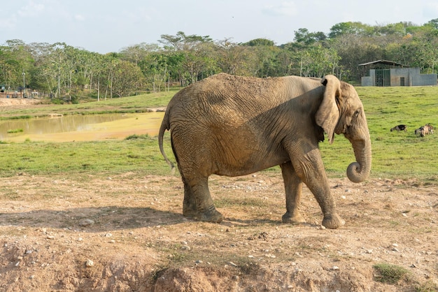 Photo Éléphants d'afrique dans le magnifique paysage sauvage