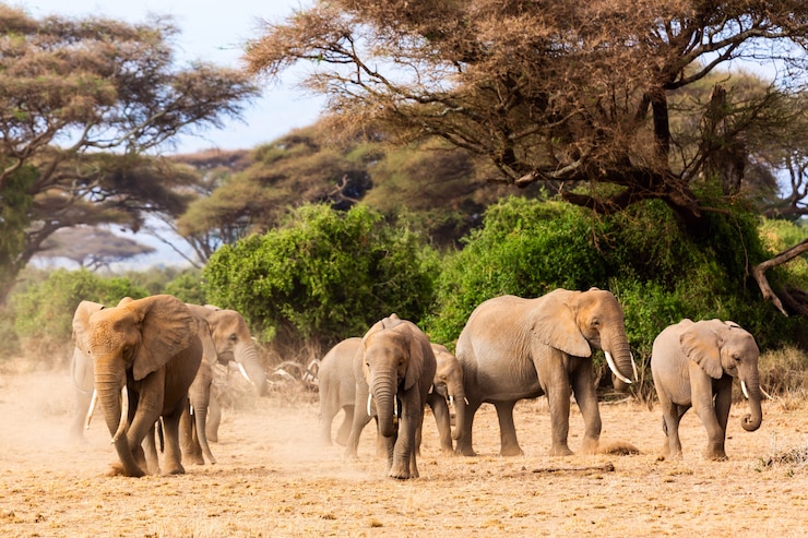 Photo éléphants d'afrique dans le parc national d'amboseli. kenya, afrique.