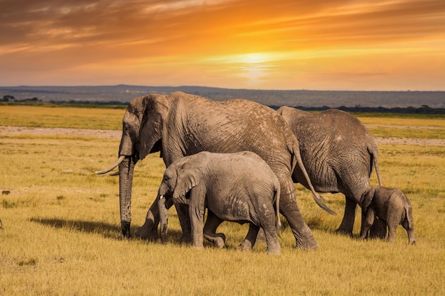 Éléphants avec bébés éléphants Parc national du Kenya Afrique