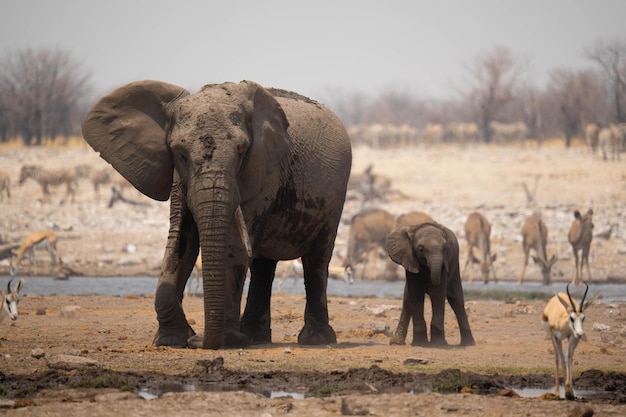 Les éléphants boivent de l'eau.