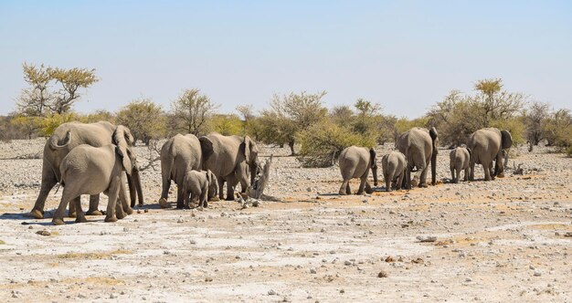 Les éléphants de brousse africains