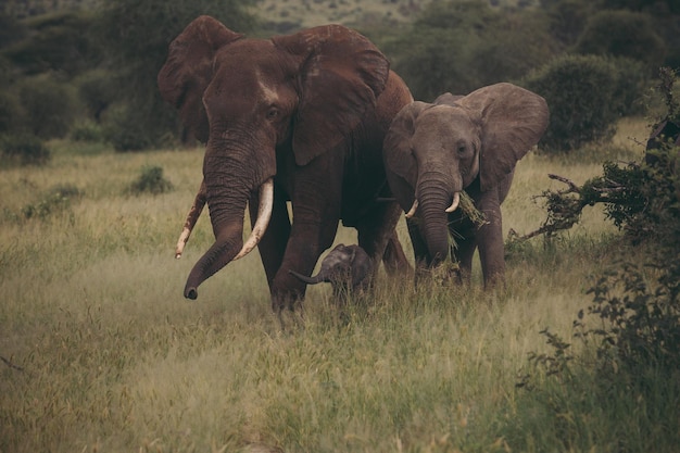 Des éléphants sur un champ dans la forêt