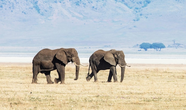 Photo les éléphants sur le champ