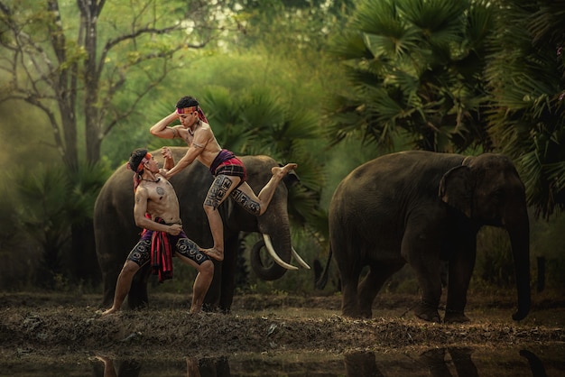 Les éléphants dans la forêt et la boxe avec le mode de vie des éléphants de cornac dans le village de Chang, dans la province de Surin en Thaïlande.