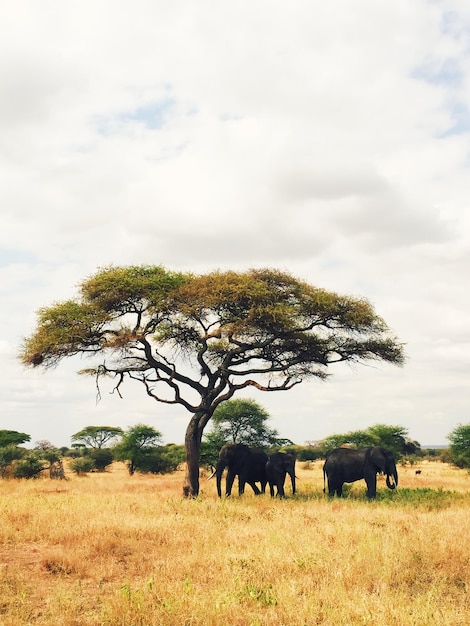 Des éléphants debout près d'un arbre sur le champ contre un ciel nuageux