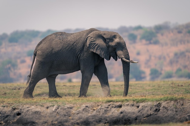 Des éléphants debout sur le terrain