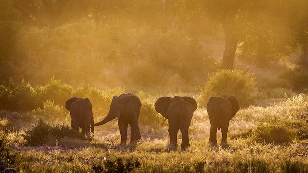 Photo des éléphants debout sur la terre ferme