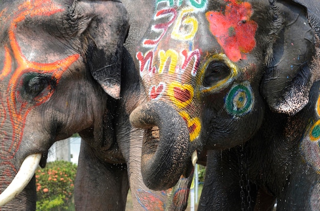 Des éléphants décorés détournent leur regard.