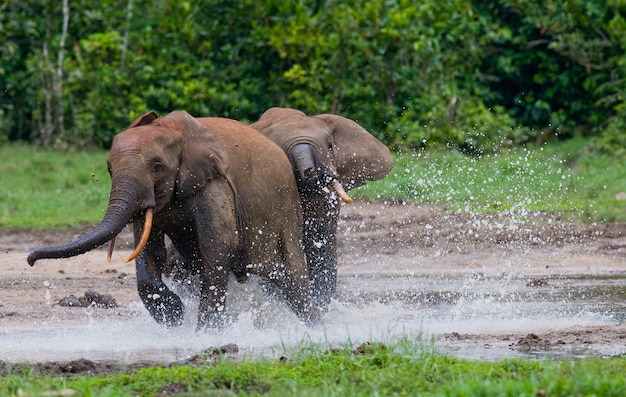 Les éléphants de forêt jouent les uns avec les autres. République centrafricaine. République du Congo. Réserve spéciale de Dzanga-Sangha.