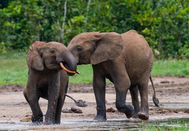 Les éléphants de forêt jouent les uns avec les autres. République centrafricaine. République du Congo. Réserve spéciale de Dzanga-Sangha.