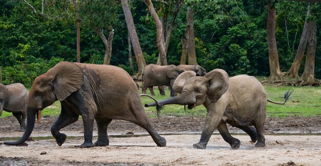 Les éléphants de forêt jouent les uns avec les autres. République centrafricaine. République du Congo. Réserve spéciale de Dzanga-Sangha.