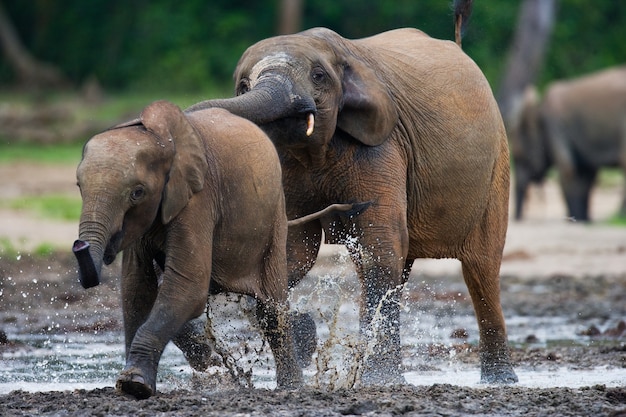 Les éléphants de forêt jouent les uns avec les autres