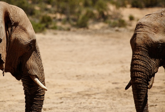 Les éléphants forment des liens qui durent toute une vie Photo d'éléphants dans les plaines d'Afrique