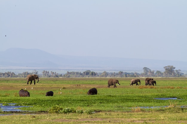 Éléphants Et Hippopotames Dans Le Marais Vert Au Kenya