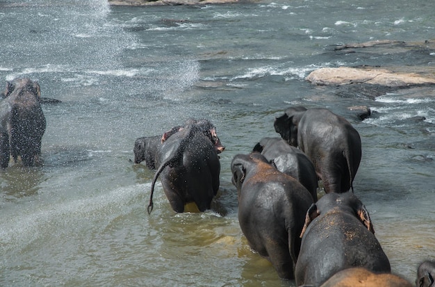 Les éléphants indiens se baignent dans la rivière