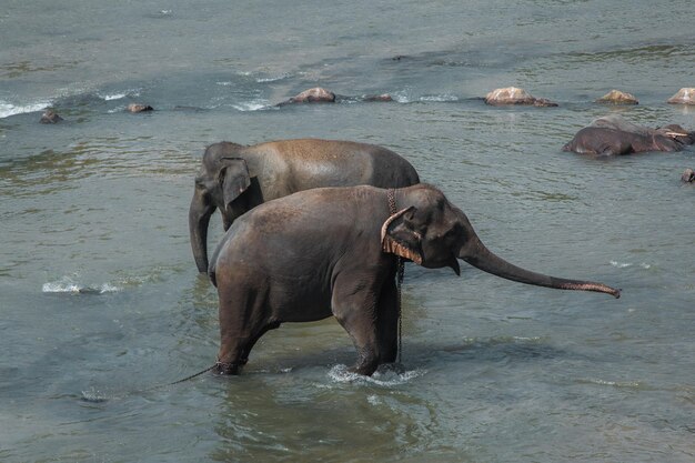 Les éléphants indiens se baignent dans la rivière