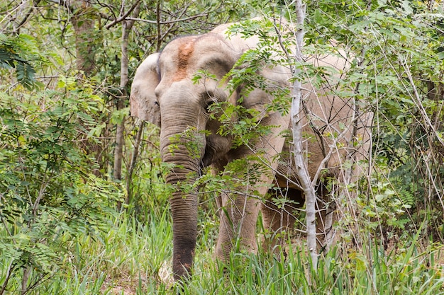 Les éléphants mangent de l&#39;herbe dans le parc national, en Thaïlande