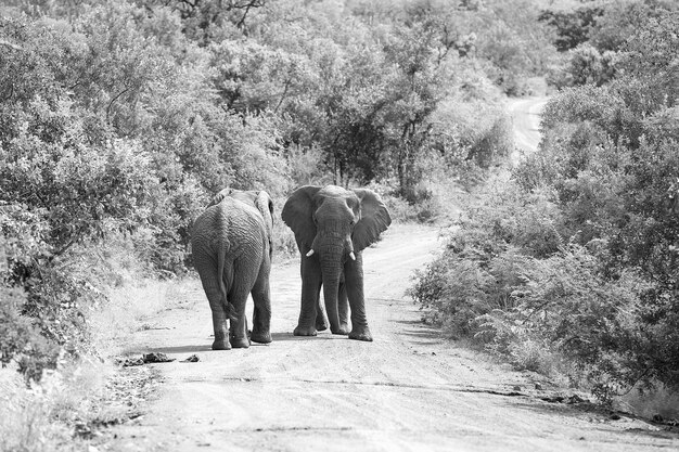 Photo des éléphants marchant sur la route dans la forêt