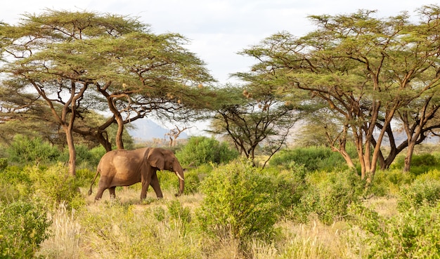 Les éléphants marchent dans la jungle au milieu de nombreux buissons