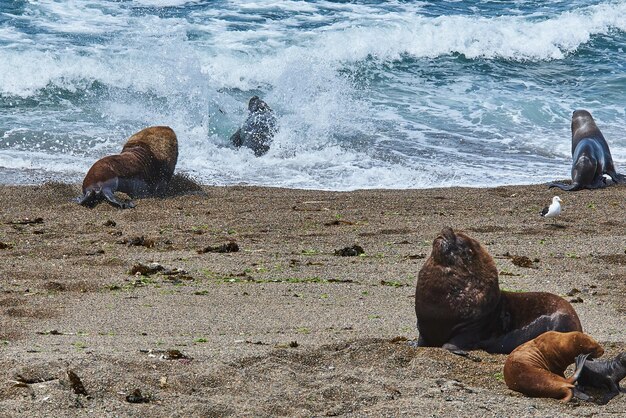 éléphants de mer sur la côte de Puerto Piramides en Patagonie Argentine