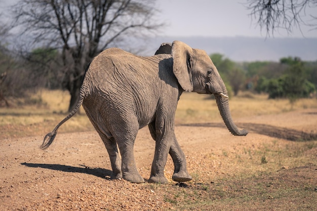 Des éléphants qui marchent sur le champ.