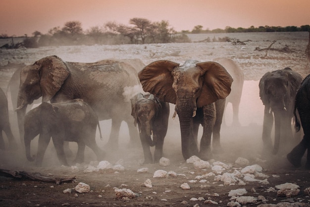 Des éléphants qui marchent sur terre