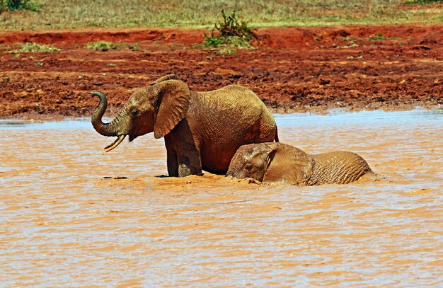 Photo Éléphants rouges dans la savane africaine au kenya